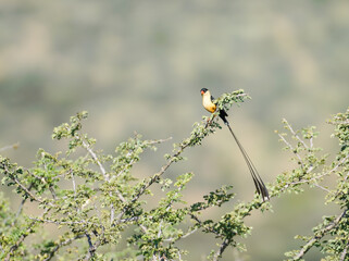Shaft-tailed whydah small bird with long tail