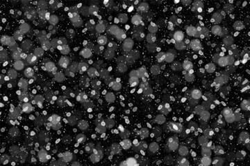 Real falling snow on a black background
