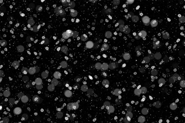 Real falling snow on a black background