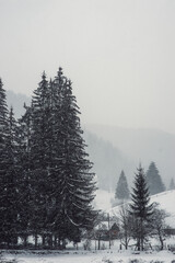 gray forest in the mountains with snow, dark Christmas trees against the background of the house