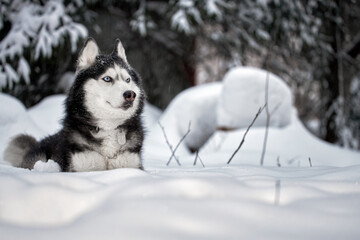 Dog of breed siberian husky. Husky dog in winter forest. Copy space.