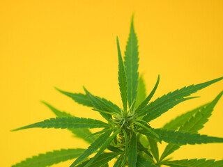 Green cannabis leaf background herb growing .