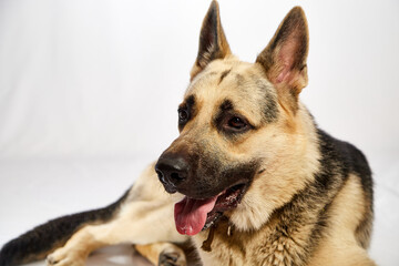 Dog German Shepherd with a black muzzle on a white background