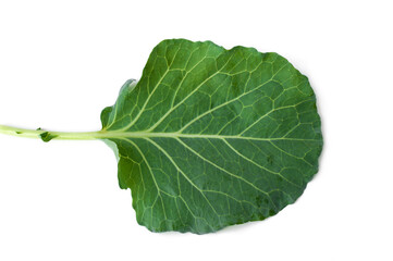 Cabbage leaf isolated on white background.