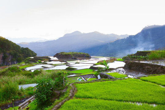 Philippine Sagada mountain Provence  rice patty fields in the mountains 