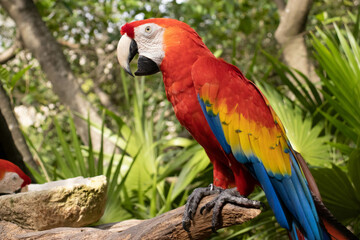 Naklejka na ściany i meble The scarlet macaw, also known as the macaw ara macao, is a typical Amazonian parrot with a colorful plumage.