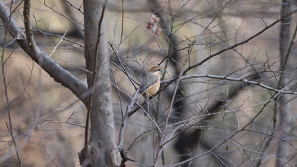 遊んでいるモズの写真