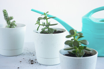 Indoor flowers succulents in white plastic pots and a lake stand on a table on a bright background