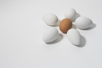 Eggs isolated on white background. Chicken eggs on a white background in the shape of a flower