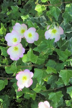 昼咲き月見草 の画像 162 件の Stock 写真 ベクターおよびビデオ Adobe Stock