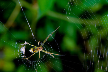 Spider in a web in the garden.