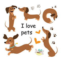 Collection of dachshund dogs and lettering love pets. Vector cartoon illustration