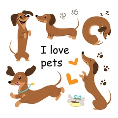 Fototapete Affe Collection of dachshund dogs and lettering love pets. Vector cartoon illustration