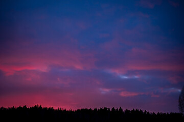 Spruce tree silhouettes in the warm glow of sunset.