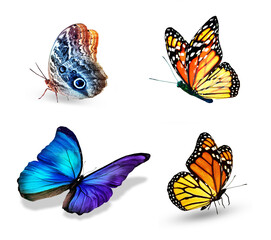 Set of color tropical butterflies, isolated on the white background