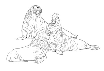 Walrus, elephant seal and sea lion comparison. Digital template for coloring book.