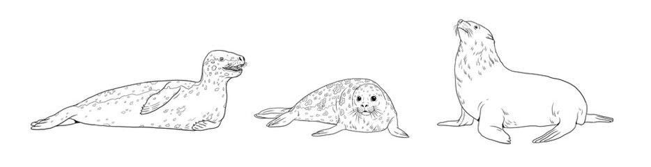 Leopard seal, seal and fur seal comparison. Digital template for coloring book with pinniped.