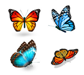Set of color tropical butterflies, isolated on the white background