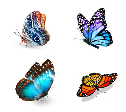 Set of color tropical butterflies, isolated on the white background © suns07butterfly