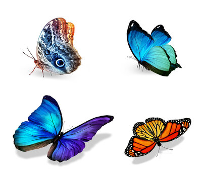 Set of color tropical butterflies, isolated on the white background © suns07butterfly