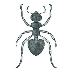 drawn ant. insect tattoo. black beetle.