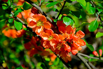 kwitnący pigwowiec japoński, Chaenomeles japonica, pomarańczowy pigwowiec, orange quince