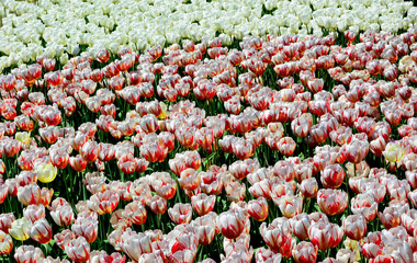 Tulipany kolorowe kwitnące, tulipa