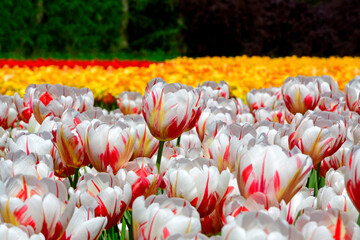 tulipany kolorowe, kwitnące, tulipa