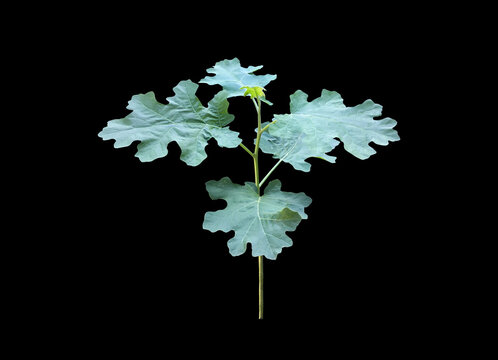 Isolated single young solanum violaceum tree with clipping paths.