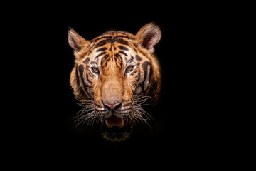 Tiger face on black backgrounds.