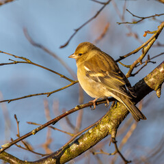 Female Chaffinch on branch (Fringilla coelebs)