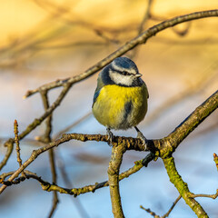 Naklejka premium Blue Tit (Cyanistes caeruleus)