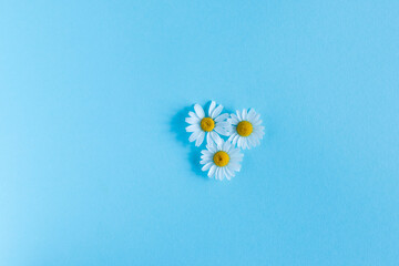 Fototapeta na wymiar daisy flower in blue background
