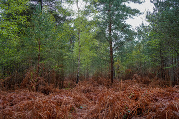 Dead brown bracken in woodland 