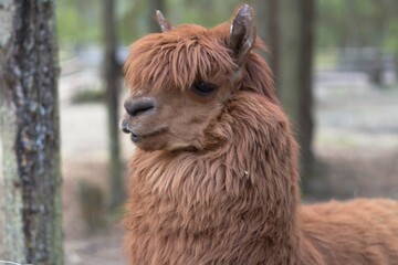 Portrait of a brown funny alpaca on the background of green trees © Наташа Короткова