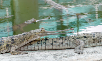 Gavialis gangeticus breeding