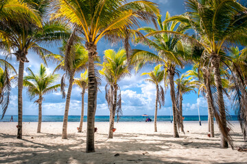 Obraz na płótnie Canvas Tropical landscape with coconut palm on Playacar beach at Caribbean sea in Playa del Carmen, Mexico