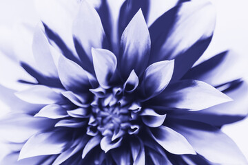 Purple dahlia flower. Close-up. Very Peri. Natural floral background.