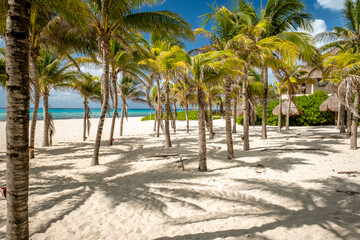 Naklejka na ściany i meble Tropical landscape with coconut palm on Playacar beach at Caribbean sea in Playa del Carmen, Mexico