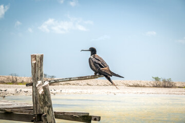 Magnificent frigatebirds in the national park Rio Lagartos. Yucatan, Mexico