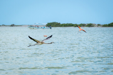 Flying grey flamingo at Rio Lagartos Biosphere Reserve, Yucatan, Mexico