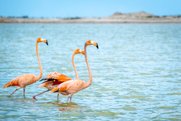 A row of American flamingos at Rio Lagartos Biosphere Reserve, Yucatan, Mexico