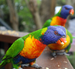 Rainbow lorikeets in backyard garden