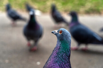 Portrait of a pigeon in London, Hyde Park