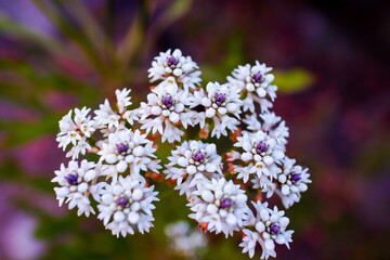 Native Australian rice flower