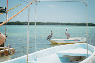 Pelican sitting on a boat. View of old boats in the ocean in Rio Lagartos, Mexico Yucatan