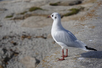Mouette de profil .