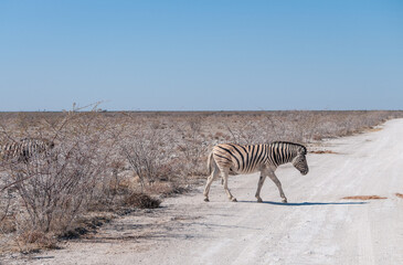 Fototapeta na wymiar A Burchell's Plains zebra -Equus quagga burchelli- crossing a road in Etosha National Park, Namibia.