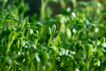 Obraz premium lots of green lettuce sprouts. Micro-greens watercress.