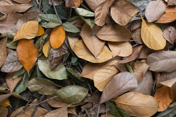warm brown leaf background
